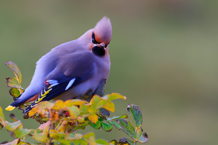 Waxwing  Bombycilla garrulus Shetland